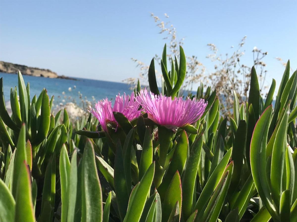Paphos - Tala Riviera Apartmant公寓 外观 照片